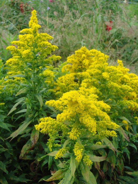 Solidago virgaurea fleur